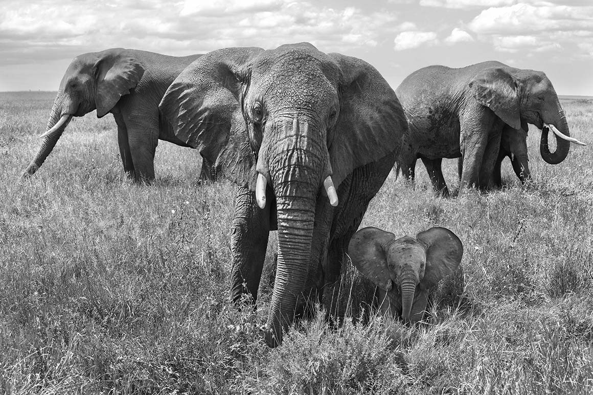 Familia de elefantes