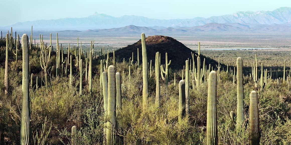 Cactus Gigantes