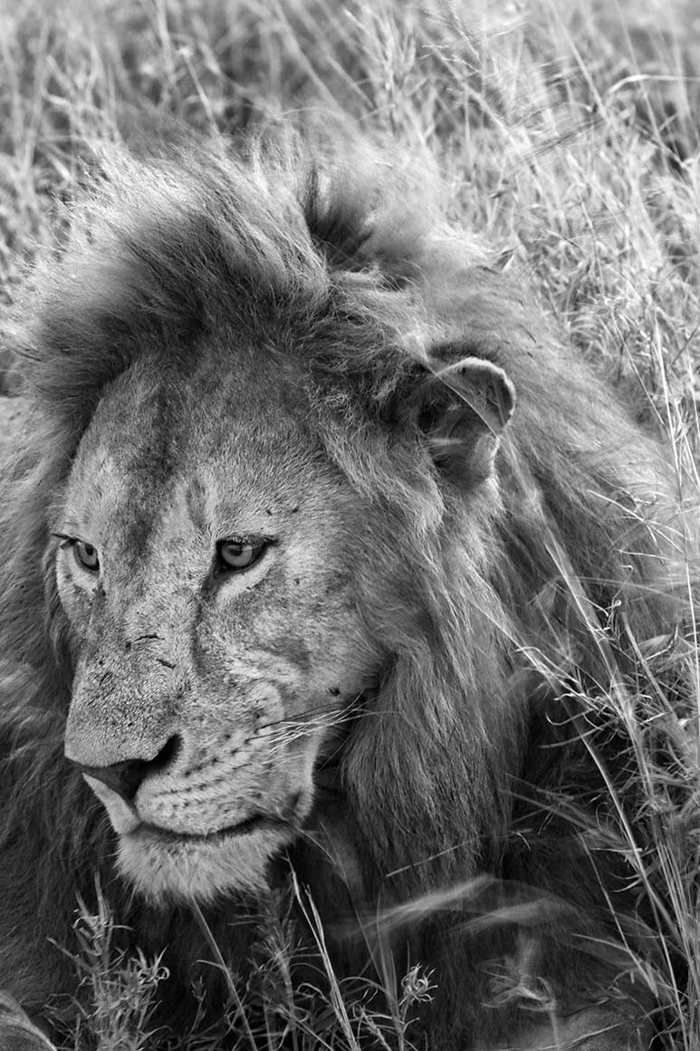 Fotografía artística "León del Serengueti"